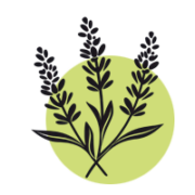 Lavendel